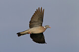 Image. Common Wood Pigeon