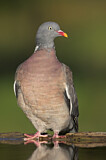 Image. Common Wood Pigeon