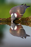 Image. Common Wood Pigeon