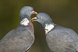 Image. Common Wood Pigeon
