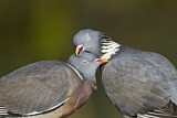 Image. Common Wood Pigeon