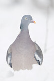 Image. Common Wood Pigeon