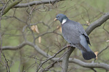 Image. Common Wood Pigeon
