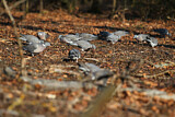 Image. Common Wood Pigeon