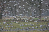 Image. Common Wood Pigeon