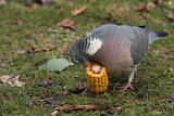 Image. Common Wood Pigeon