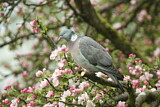 Image. Common Wood Pigeon