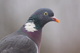 Image. Common Wood Pigeon