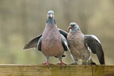 Image. Common Wood Pigeon
