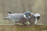Image. Common Wood Pigeon