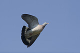 Image. Common Wood Pigeon