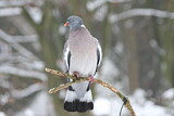 Image. Common Wood Pigeon