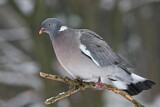 Image. Common Wood Pigeon