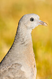 Image. Common Wood Pigeon