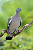 Image. Common Wood Pigeon
