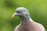 Image. Common Wood Pigeon