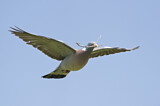 Image. Common Wood Pigeon