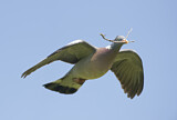 Image. Common Wood Pigeon