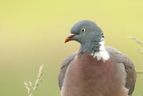 Image. Common Wood Pigeon