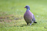 Image. Common Wood Pigeon