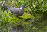 Image. Common Wood Pigeon