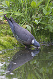 Image. Common Wood Pigeon