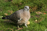 Image. Common Wood Pigeon