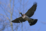 Image. Common Wood Pigeon