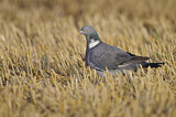 Image. Common Wood Pigeon