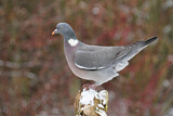 Image. Common Wood Pigeon