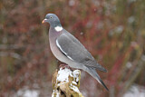 Image. Common Wood Pigeon