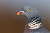 Image. Common Wood Pigeon