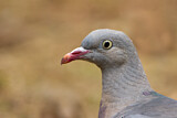 Image. Common Wood Pigeon