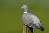 Image. Common Wood Pigeon