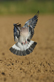 Image. Common Wood Pigeon