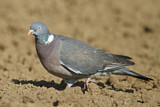 Image. Common Wood Pigeon