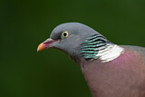 Image. Common Wood Pigeon