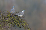Image. Common Wood Pigeon