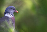 Image. Common Wood Pigeon