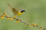 Image. Common Yellowthroat