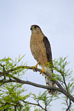 Image. Cooper's Hawk