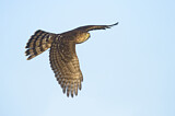 Image. Cooper's Hawk