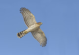 Image. Cooper's Hawk