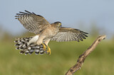 Image. Cooper's Hawk