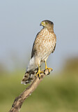 Image. Cooper's Hawk