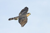 Image. Cooper's Hawk