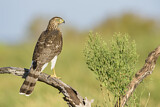 Image. Cooper's Hawk