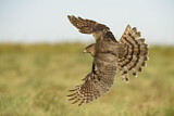 Image. Cooper's Hawk