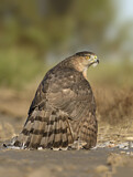 Image. Cooper's Hawk