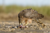 Image. Cooper's Hawk